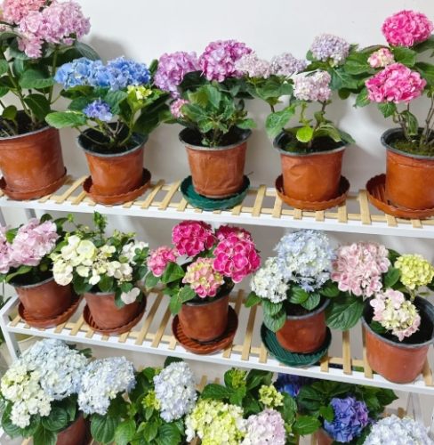 室內繡球花照顧 室內繡球花照顧