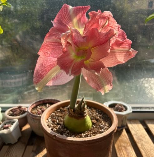 植物開花促進