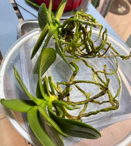 蘭花種植技巧
