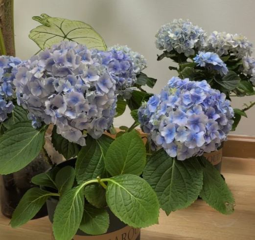 繡球花養護