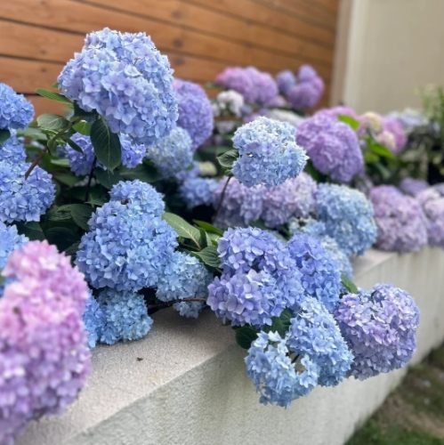 繡球花灌木