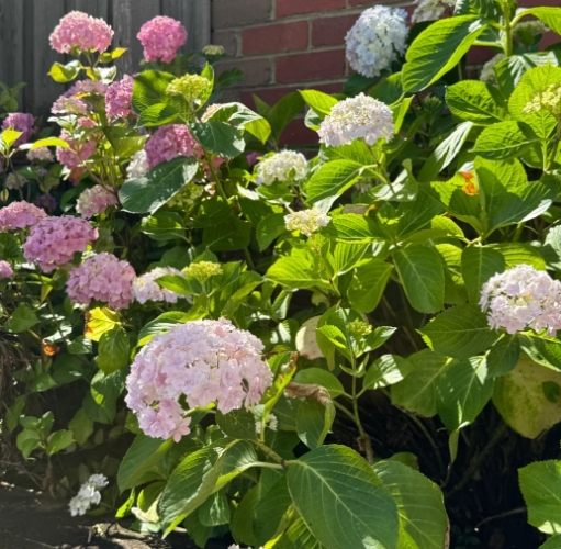 绣球花养护 绣球花养护