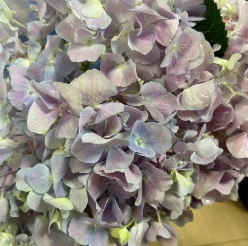 繡球花養護