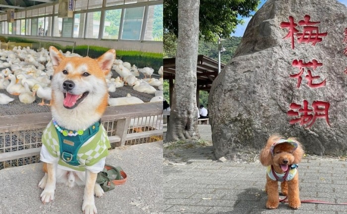 苗栗帶狗景點