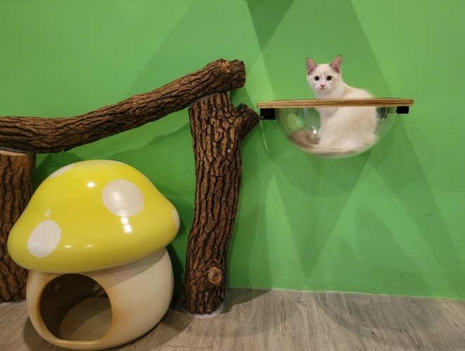新竹寵物旅館