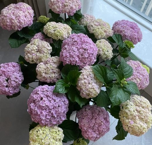 繡球花室內養護 繡球花室內養護