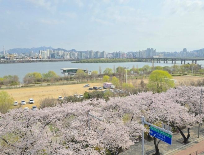 汝矣島賞櫻攻略 汝矣島賞櫻攻略
