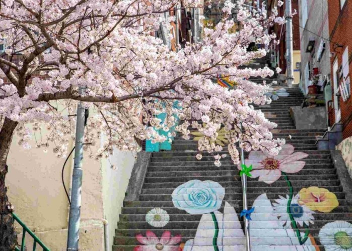 釜山赏樱景点 釜山赏樱景点