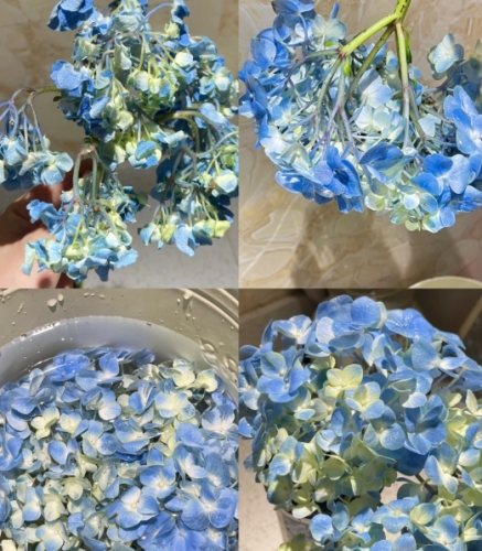 繡球花養護