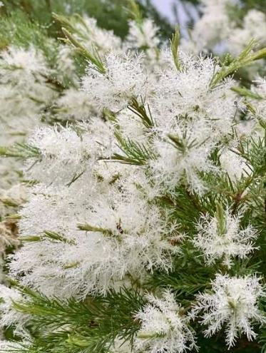 澳洲茶樹花使用方法 澳洲茶樹花使用方法