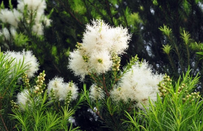貓用茶樹油產品 貓用茶樹油產品