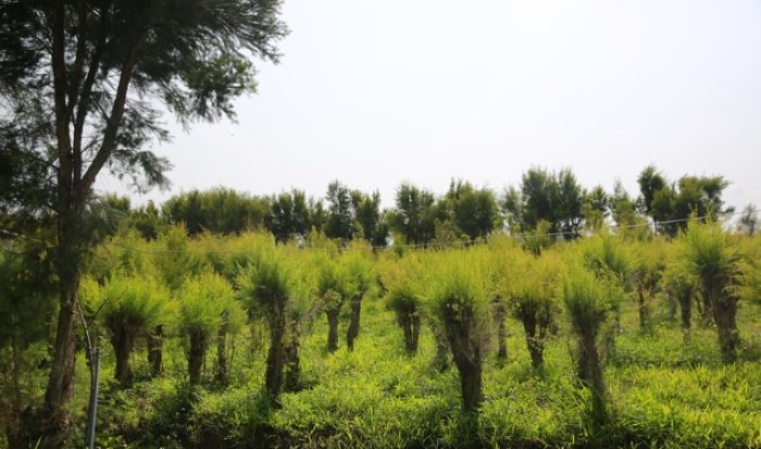 茶樹油貓安全 茶樹油貓安全