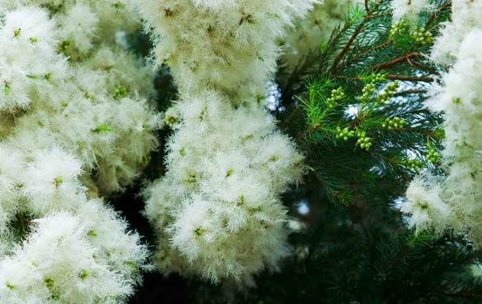 澳洲茶樹花精油 澳洲茶樹花精油