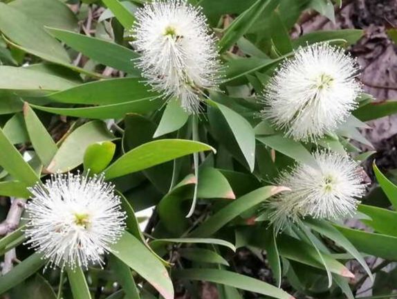 澳洲茶樹花精油 澳洲茶樹花精油