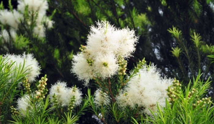 澳洲茶樹花使用方法 澳洲茶樹花使用方法