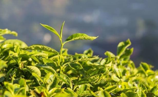 台灣茶樹種植 台灣茶樹種植