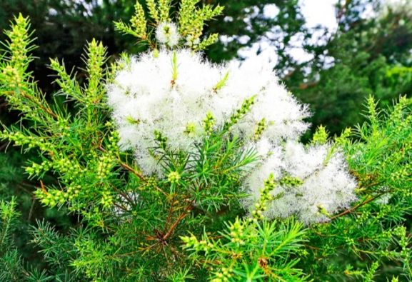 澳洲茶樹開花護理 澳洲茶樹開花護理