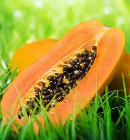紅妃木瓜病蟲害防治 紅妃木瓜病蟲害防治