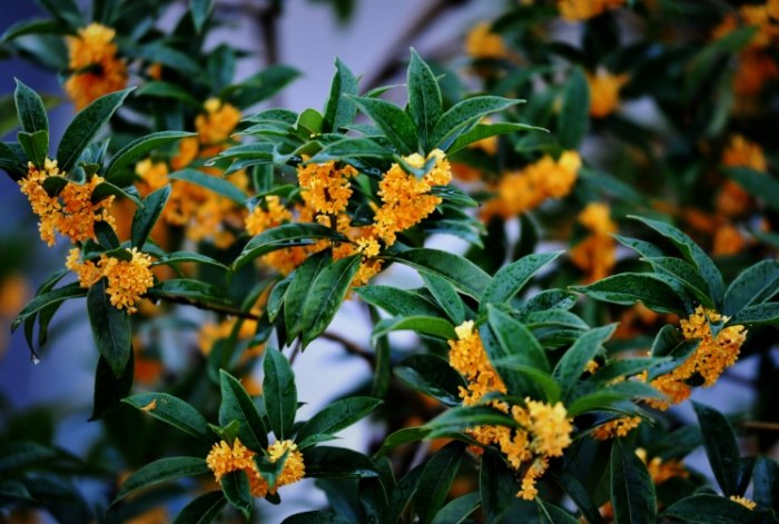 桂花種植技巧 桂花種植技巧