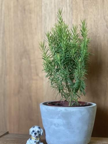 室內香草植物 室內香草植物