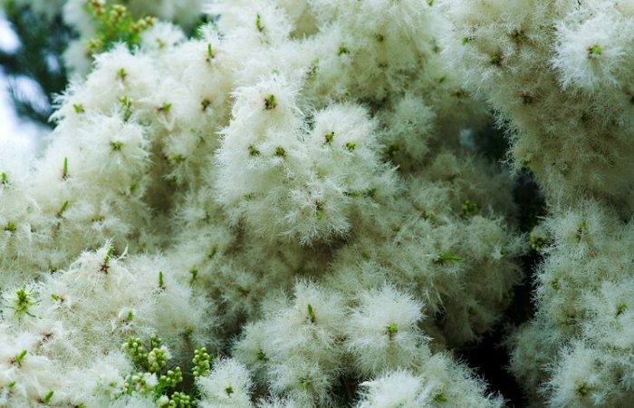 澳洲茶樹種植方法 澳洲茶樹種植方法