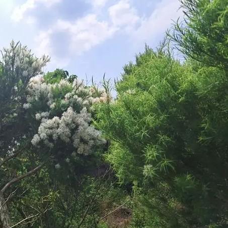 澳洲茶樹開花時間 澳洲茶樹開花時間