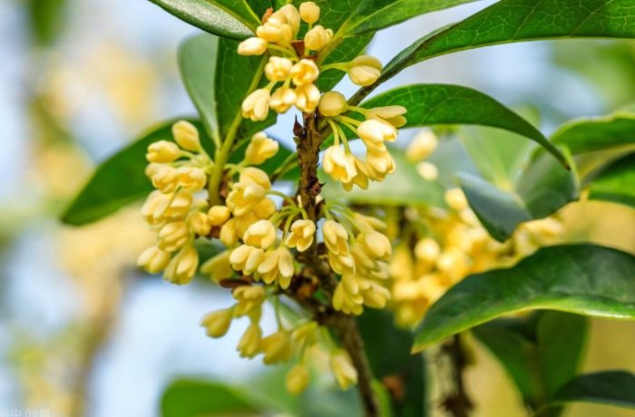 桂花種不活原因 桂花種不活原因