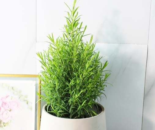 澳洲茶樹室內種植 澳洲茶樹室內種植