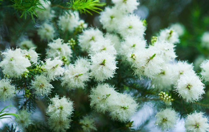 澳洲茶樹開花時間 澳洲茶樹開花時間