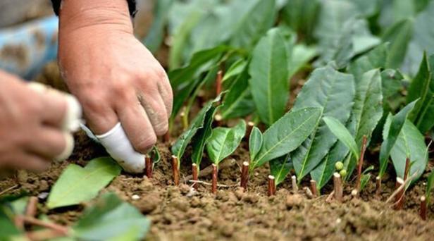 茶樹栽培技術 茶樹栽培技術