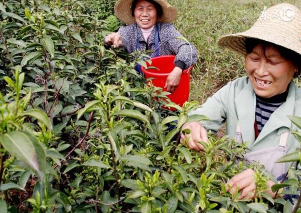 茶樹栽培技術 茶樹栽培技術