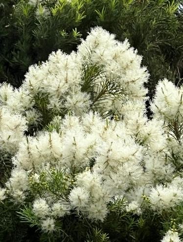 澳洲茶樹種植方法 澳洲茶樹種植方法