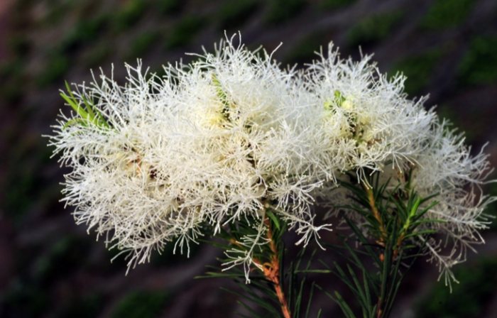 澳洲茶樹花功效 澳洲茶樹花功效