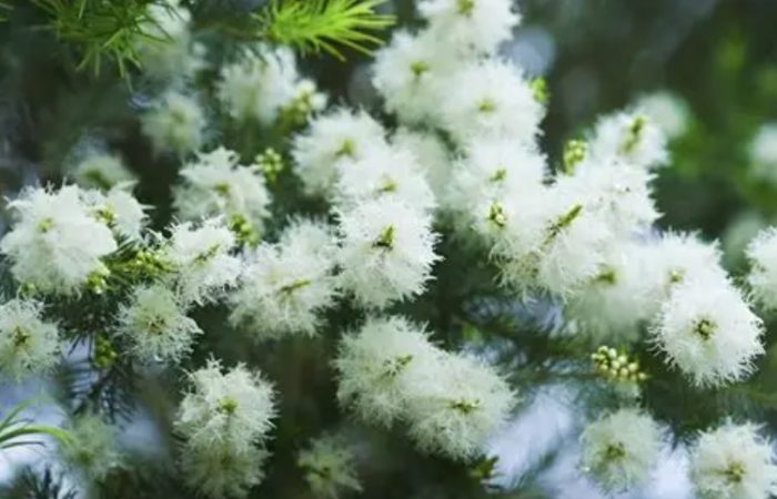澳洲茶樹花功效 澳洲茶樹花功效