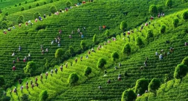 台灣茶樹種植 台灣茶樹種植