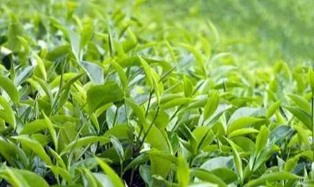 台灣茶樹種植 台灣茶樹種植