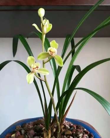 蘭花養護 蘭花養護