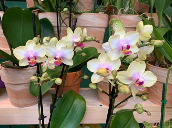 蘭花再開花 蘭花再開花