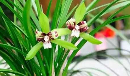 蘭花養護 蘭花養護