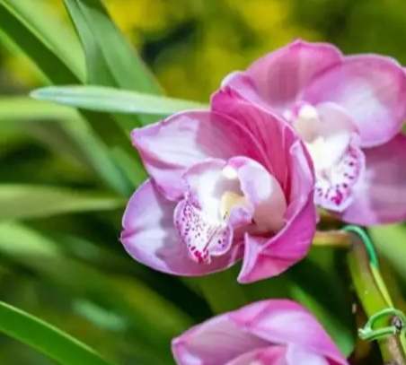 蘭花花苞開花 蘭花花苞開花