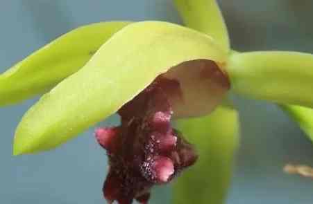 蘭花再開花 蘭花再開花