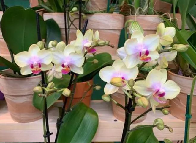 蘭花再開花 蘭花再開花