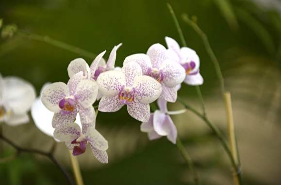 開花技巧 開花技巧