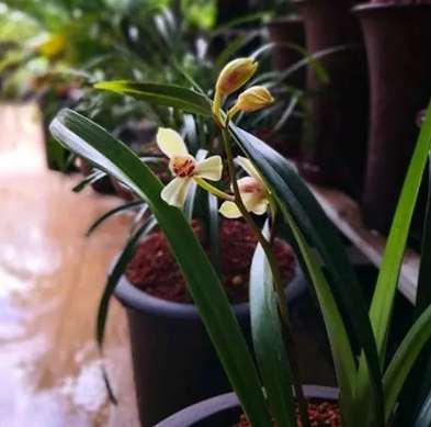 開花期間澆水 開花期間澆水
