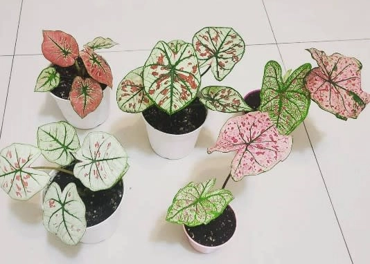 室內植物
