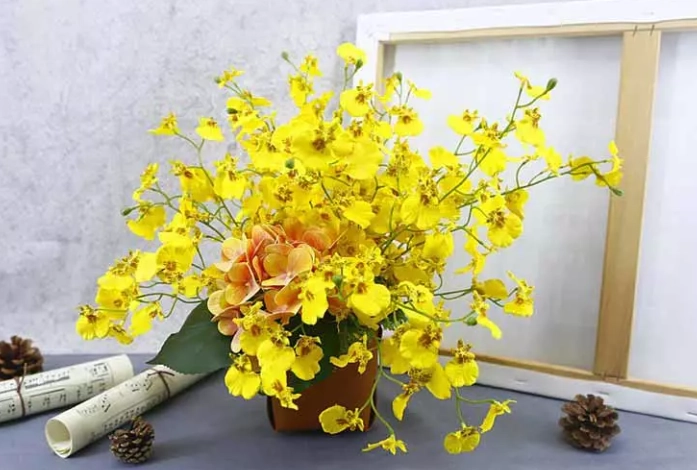 蘭花怕什麼 蘭花怕什麼