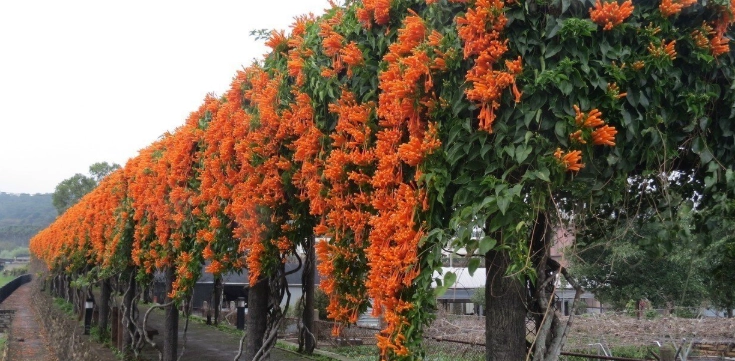 炮仗花常見問題