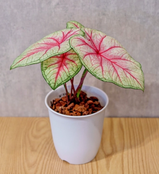 彩葉芋養護