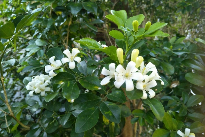 七裡香種植 七裡香種植