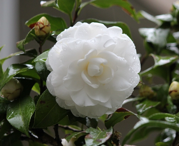 茶花嫁接技巧 茶花嫁接技巧